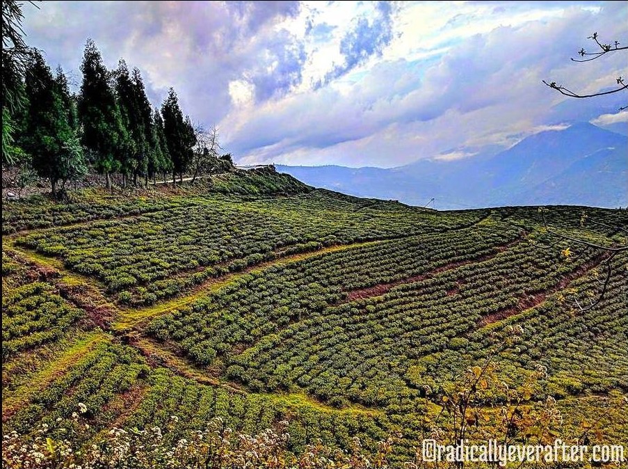 Temi Tea Sikkim, South Sikkim