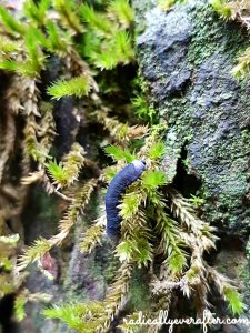 Uttarakhand, North India trekking, Himalayas