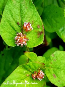 Uttarakhand, North India, flowers, trekking