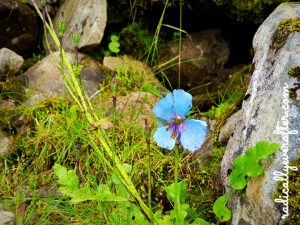 Hemkund, Uttarakhand, Garhwal Himalayas, North India trekking