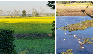 Birds of Majuli island, Assam