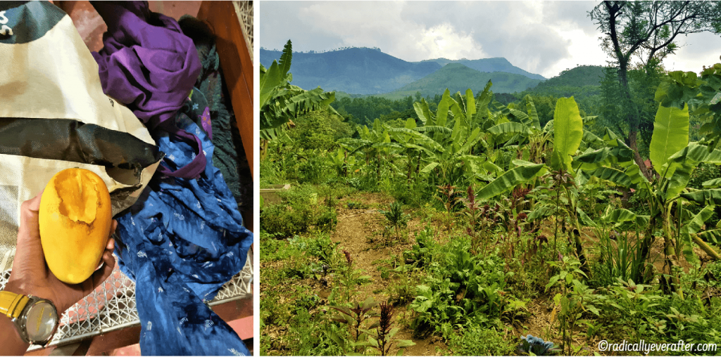 Sholai School Organic Farms, Kodaikanal