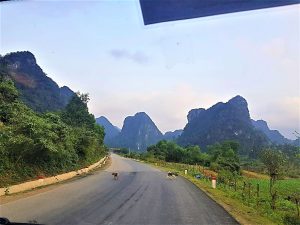Rural vietnam, dogs