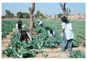 SKSN KIDS FARM